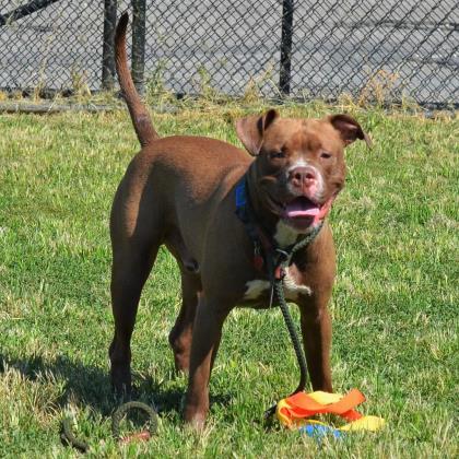Other Photos of thie Dog