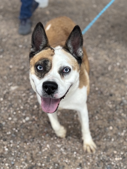 Dakota Johnson, a Australian Cattle Dog/Blue Heeler, available for adoption
