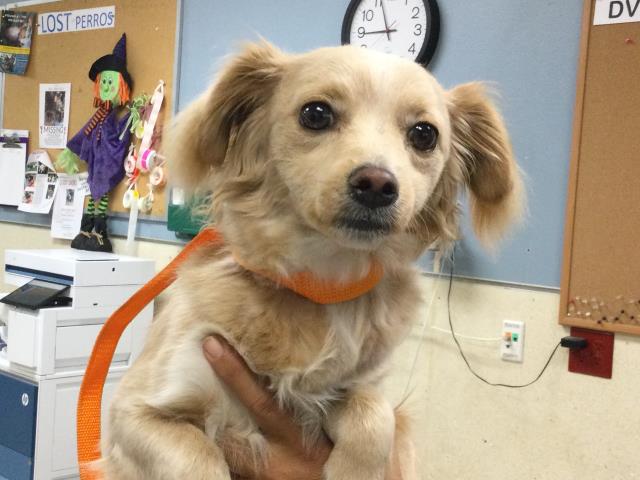 Main Photo of this Dog