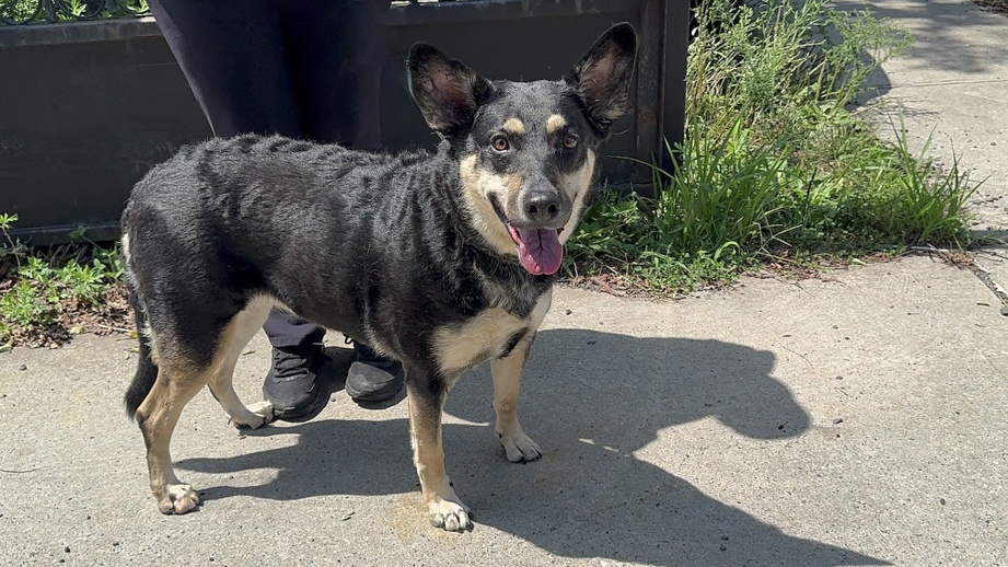 Other Photos of thie Dog