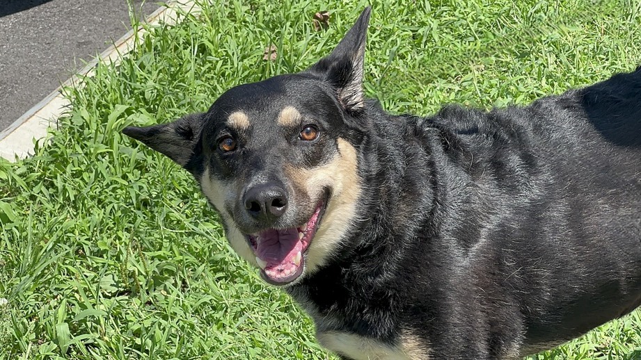 Other Photos of thie Dog