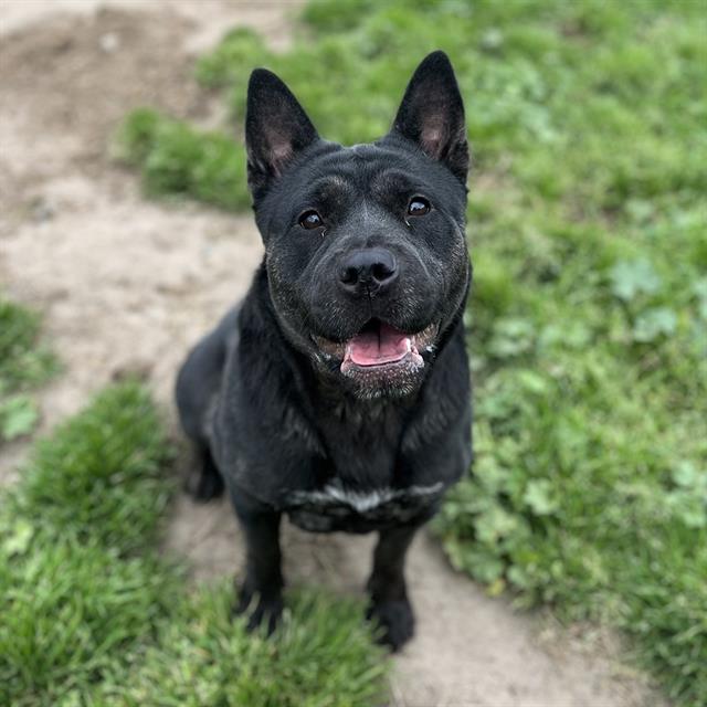 Other Photos of thie Dog