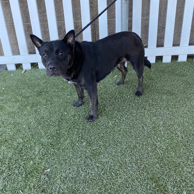 Other Photos of thie Dog