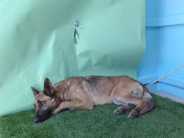 Other Photos of thie Dog
