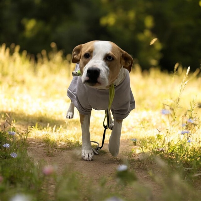 Other Photos of thie Dog