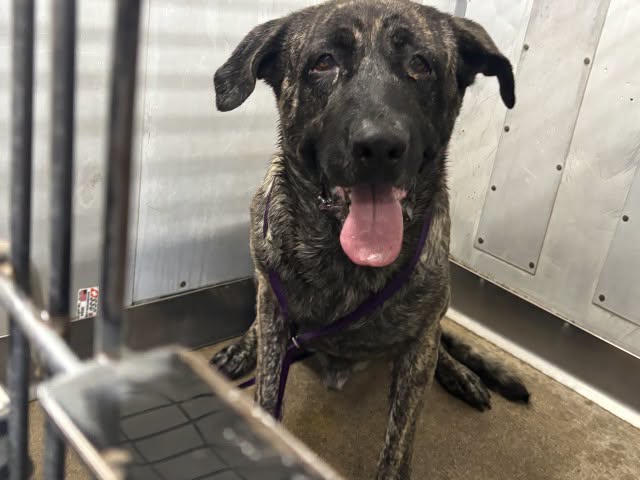 Buster, a Mastiff, available for adoption