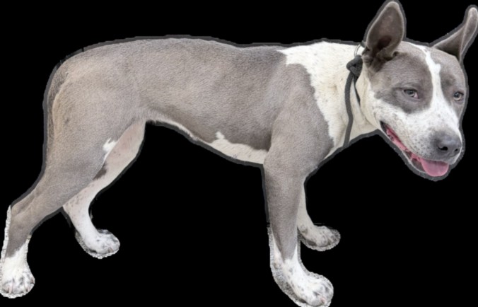 Tippy, a American Staffordshire Terrier, available for adoption