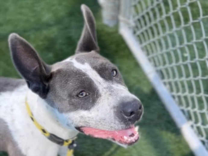 Tippy, a American Staffordshire Terrier, available for adoption