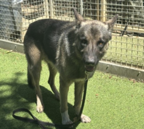 Morty, a German Shepherd, available for adoption