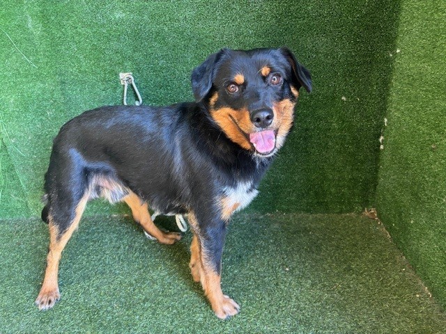 Rodger, a Rottweiler, available for adoption