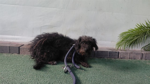 Brioche, a Poodle, available for adoption
