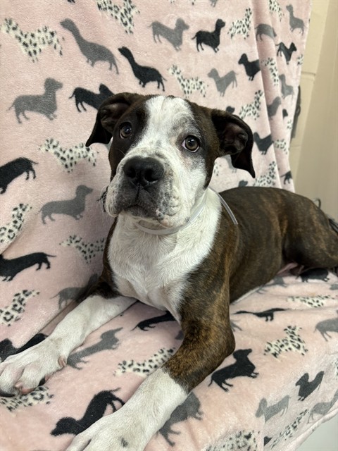 Bart, a English Bulldog, available for adoption