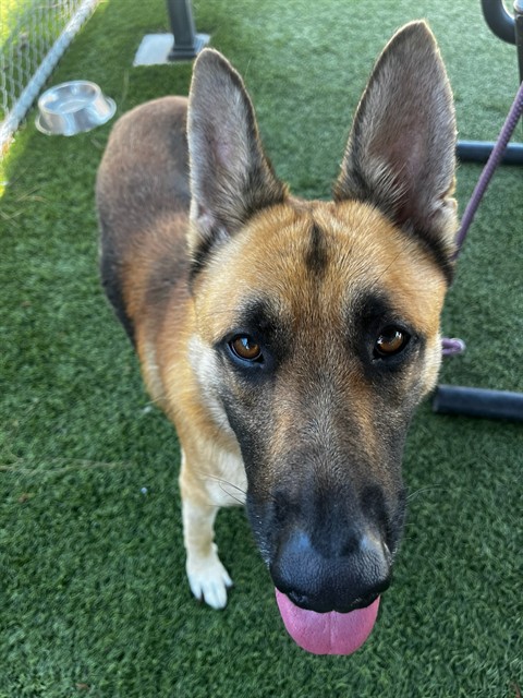 Ash, a German Shepherd, available for adoption
