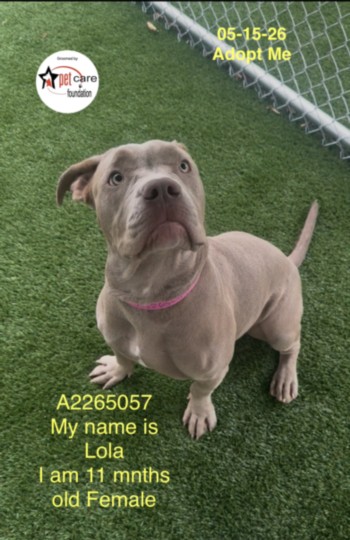 Lola, a Pit Bull Terrier, available for adoption