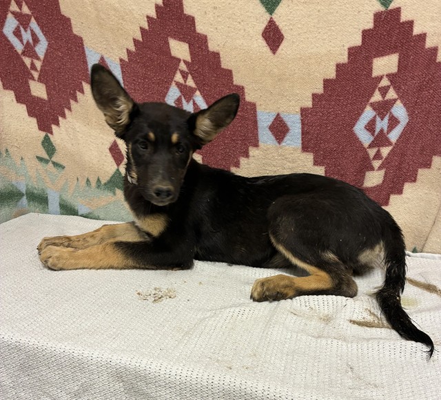 Annya, a German Shepherd, available for adoption