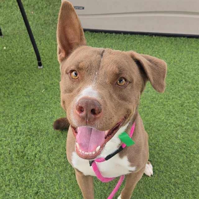 Jedi, a Pit Bull Terrier (mix breed), available for adoption