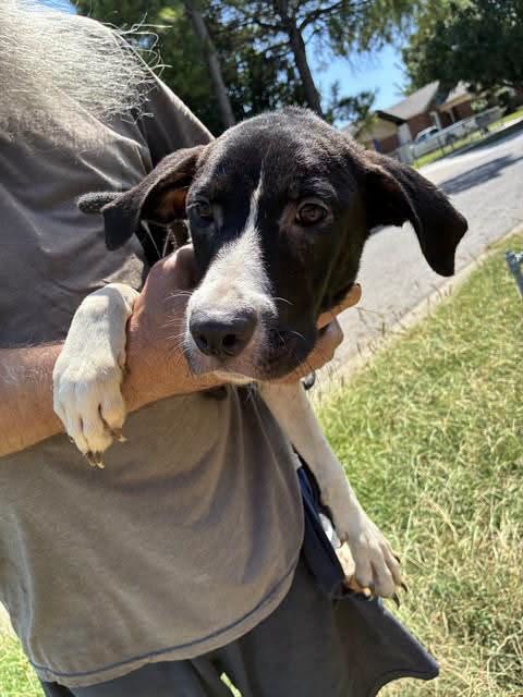 Missy, a Labrador Retriever, available for adoption