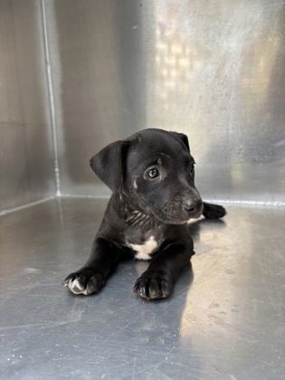 Marina, a Terrier, available for adoption