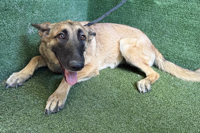 Vera, a Belgian Shepherd Malinois, available for adoption