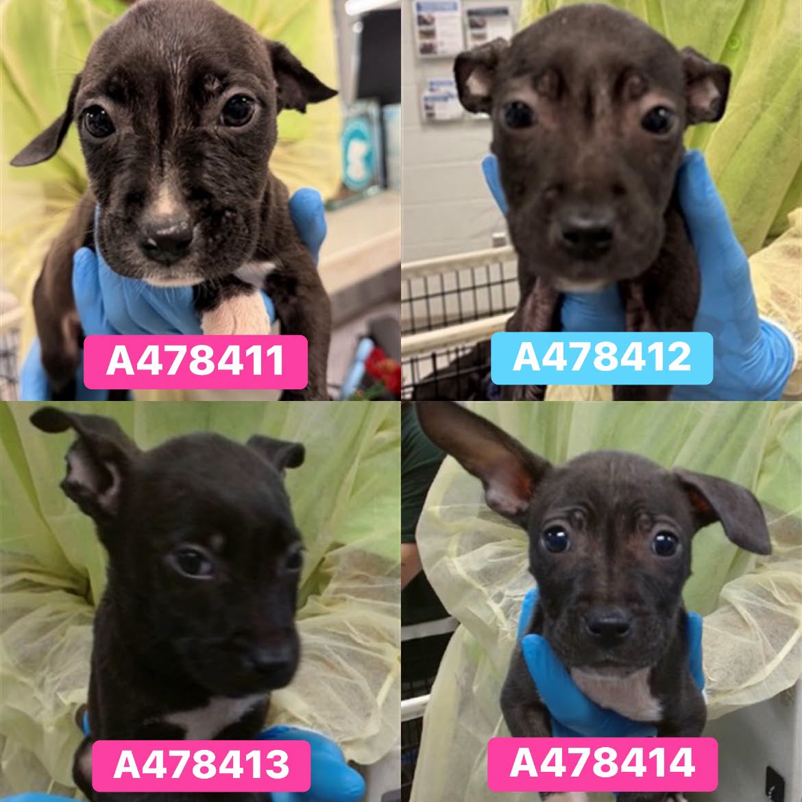 A478411 - A478414, a Pit Bull Terrier, available for adoption