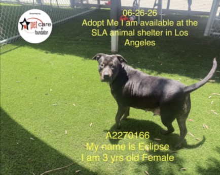 Eclipse, a Pit Bull Terrier (mix breed), available for adoption