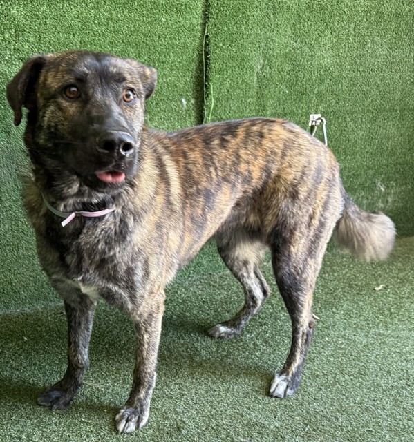 Deja, a Black Mouth Cur, available for adoption