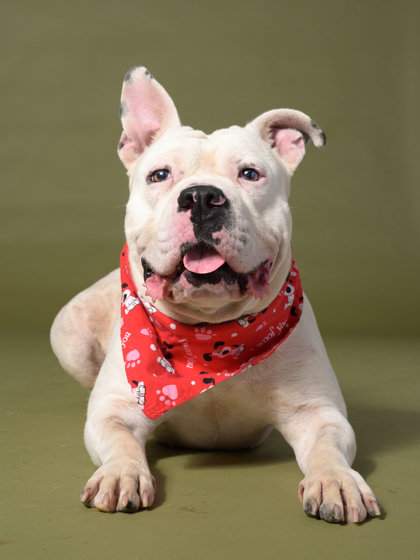 Blanca, a Pit Bull Terrier (mix breed), available for adoption