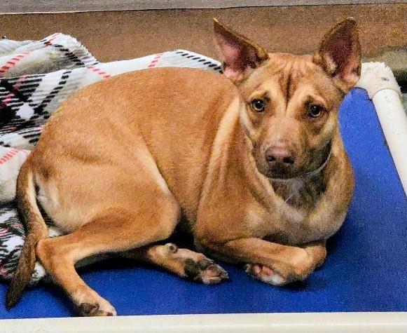 Phoenix, a Terrier (mix breed), available for adoption