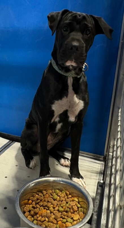 Adoptable pet photo