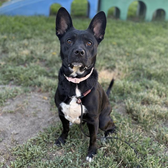 Adoptable pet photo