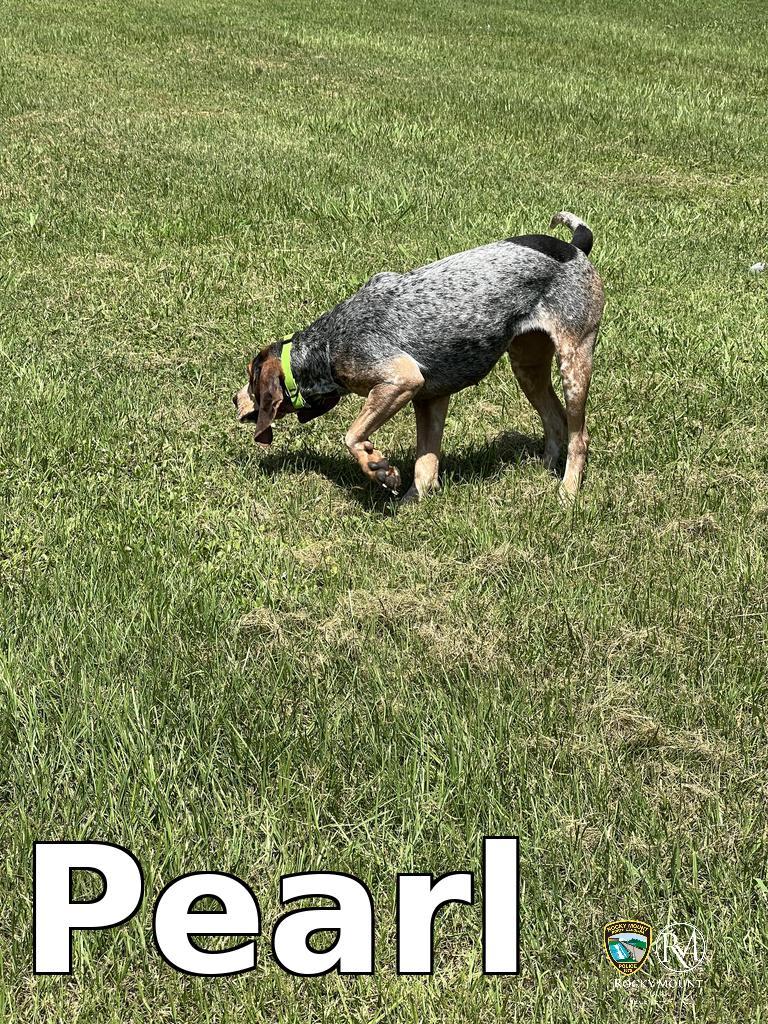Other Photos of thie Dog