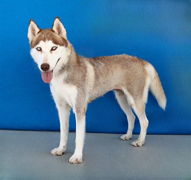 Cookie, a Siberian Husky, available for adoption