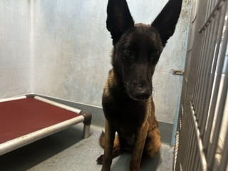 Greta, a Belgian Shepherd Malinois, available for adoption