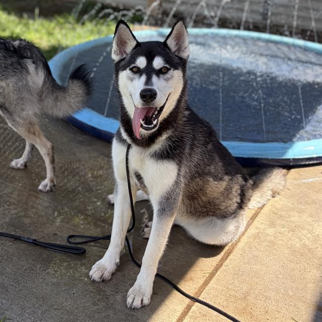Adoptable pet photo