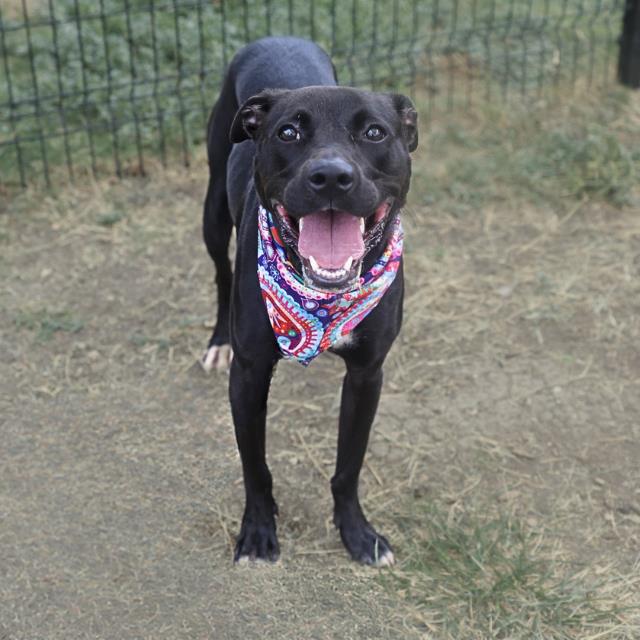 Adoptable pet photo