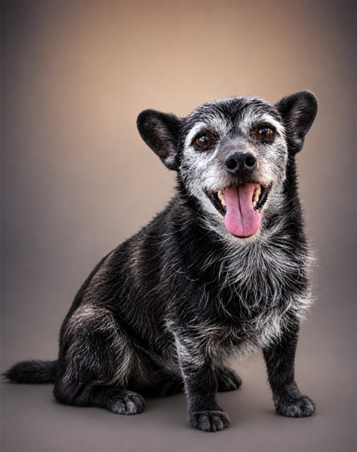 Adoptable pet photo