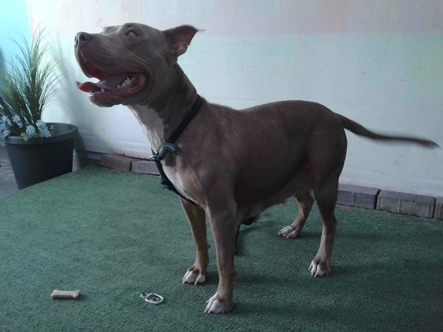 Adoptable pet photo