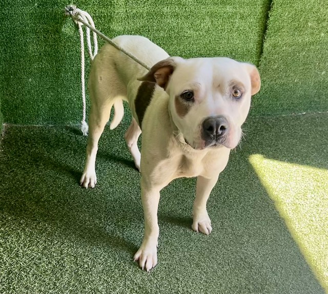Adoptable pet photo