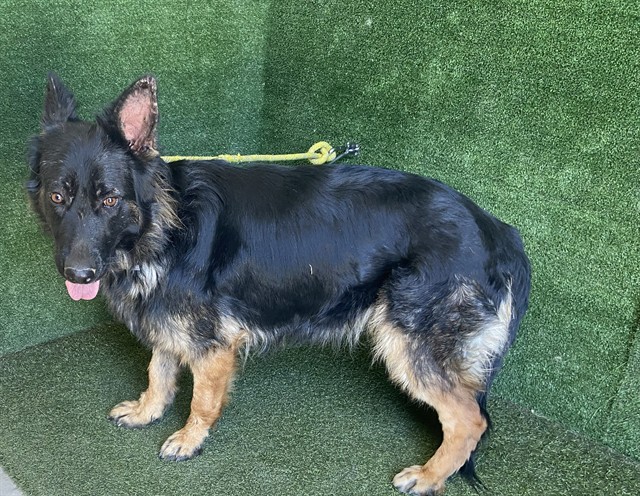 Lana, a German Shepherd, available for adoption