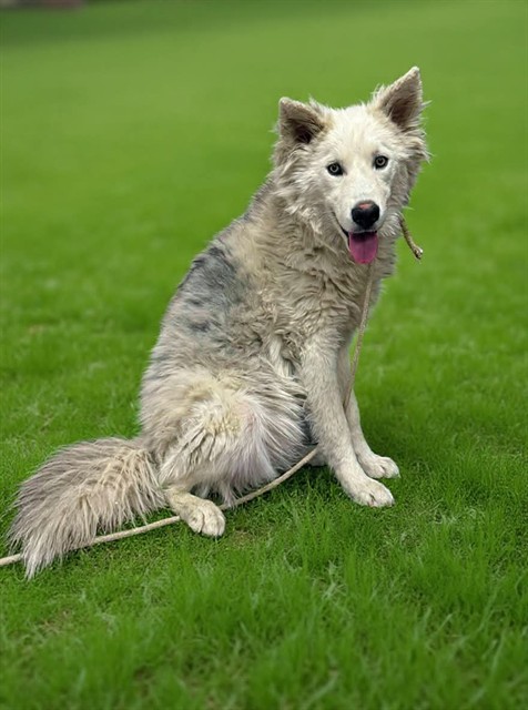 Frosty, a Siberian Husky, available for adoption
