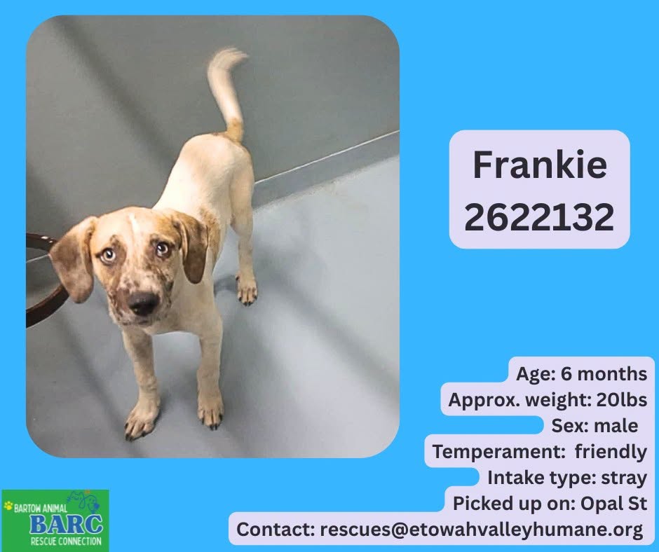Frankie, a German Shorthaired Pointer, available for adoption