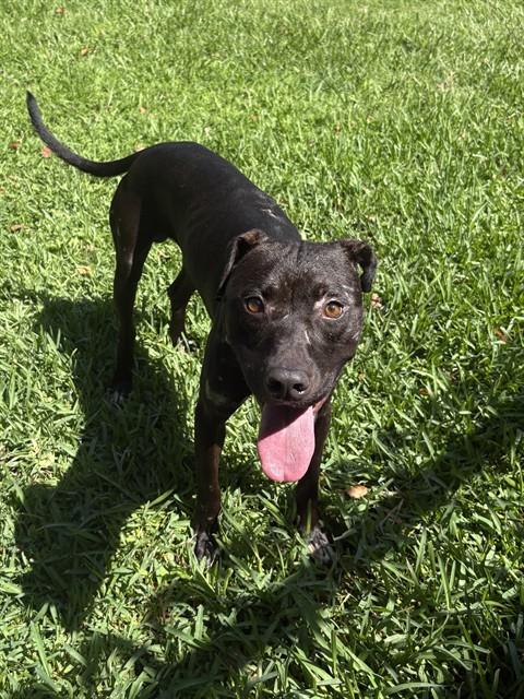 Boone, a Pit Bull Terrier (mix breed), available for adoption