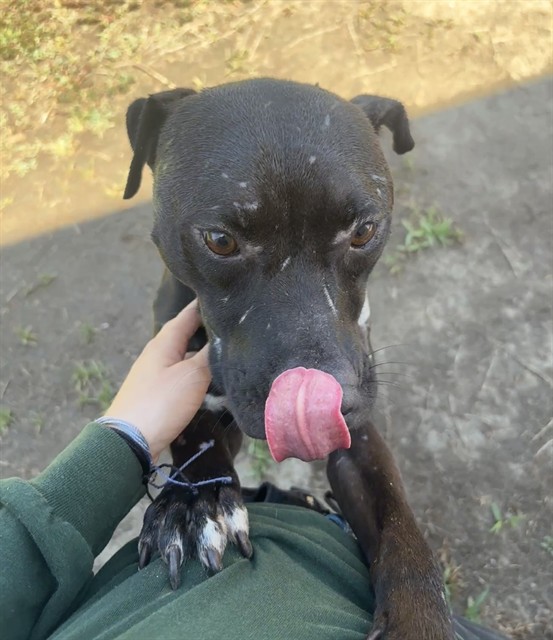 Other Photos of thie Dog