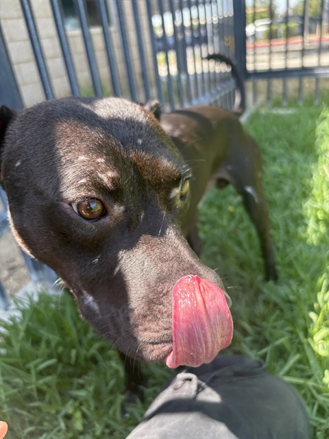 Other Photos of thie Dog
