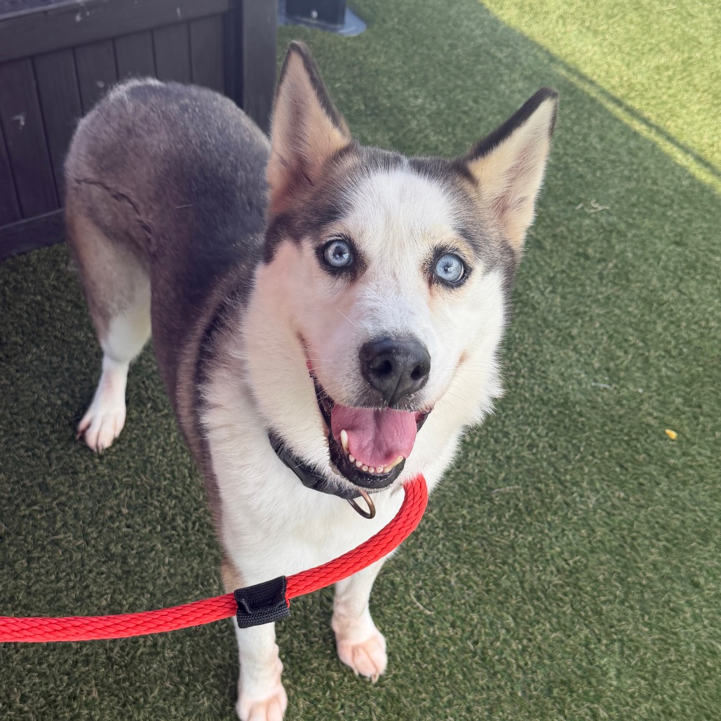 Sasha A, a Siberian Husky, available for adoption