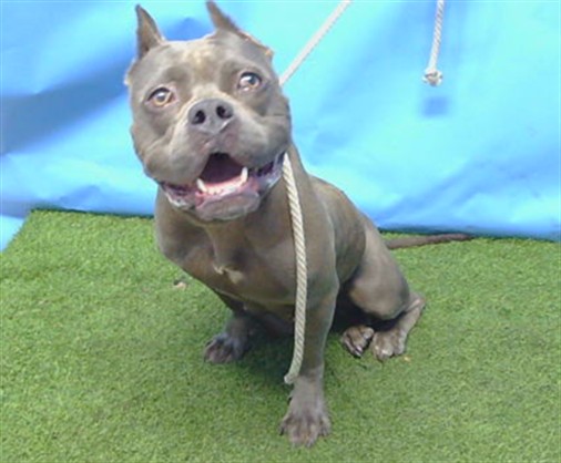 A5796912, a Bullmastiff, available for adoption