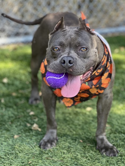 Peepers, a Bullmastiff, available for adoption
