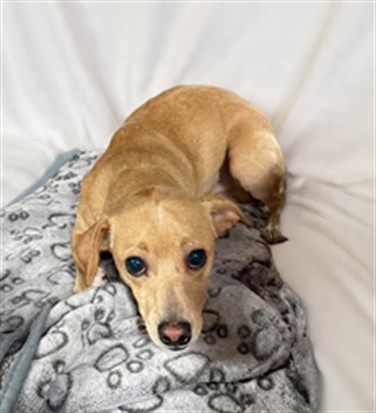 Scooter, a Chihuahua, available for adoption