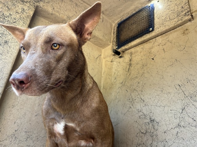 Cinnamon, a Pit Bull Terrier (mix breed), available for adoption