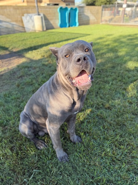 Button, a Cane Corso Mastiff (mix breed), available for adoption